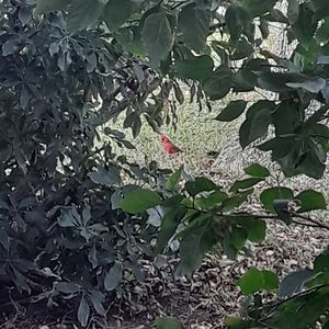 Meet your Posher, Joy